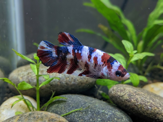 Betta Fish Stress Stripes: What They Mean & How to Fix 