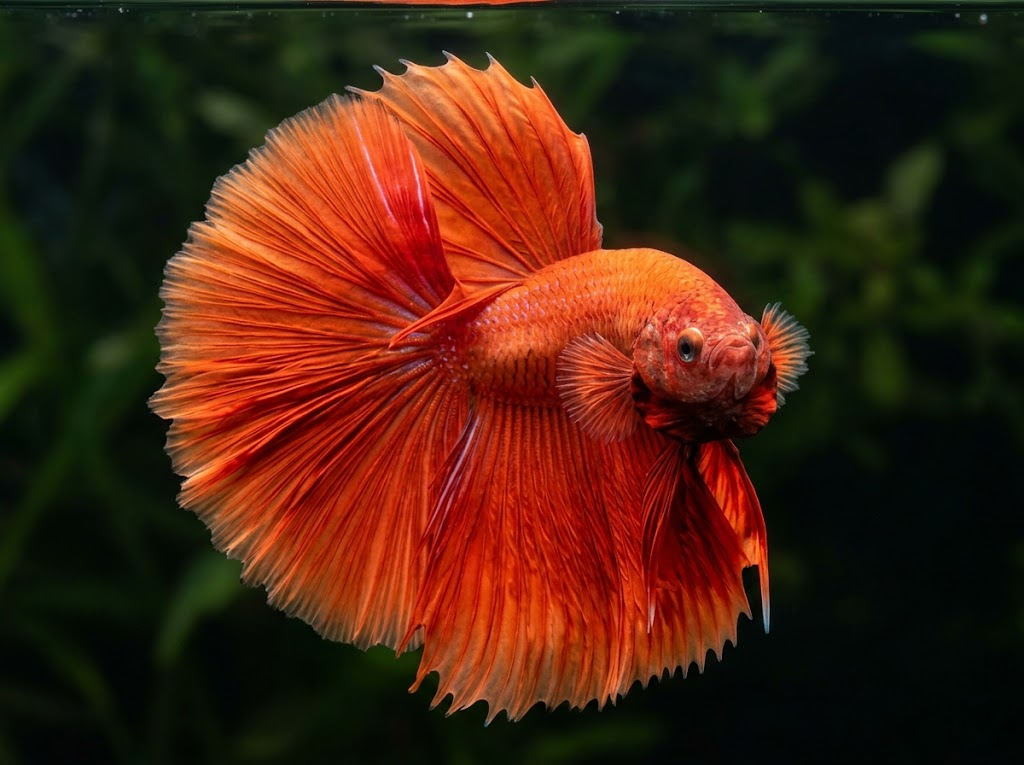How to Read a Betta Listing Online: Grade, Tail Type, Size, Age, and Color Terms Explained