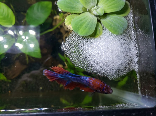 Betta Fish Bubble Nest: What It Is, What It Means & What to Do