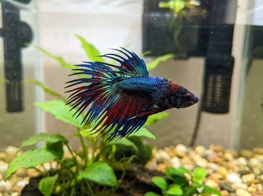 Crowntail Betta Fish: Care Guide, Tank Setup, Fin Care &amp; What Makes Them Unique