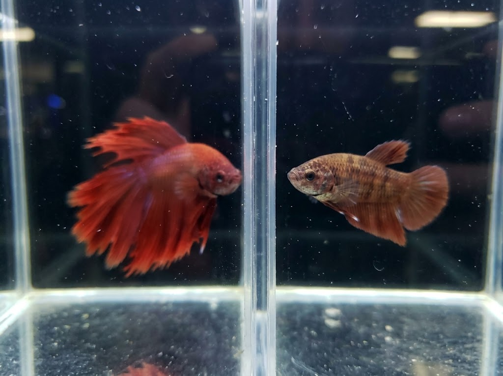  Betta Fish Male vs Female: How to Tell the Difference 