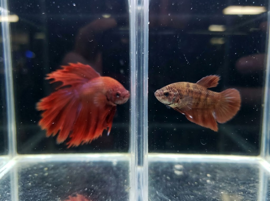  Betta Fish Male vs Female: How to Tell the Difference 
