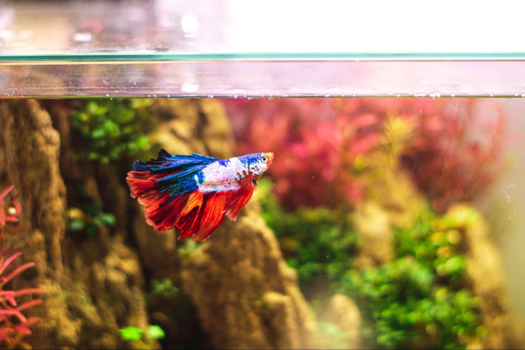 Betta Fish Care - How to Keep Your Precious Betta Healthy – Tropicflow