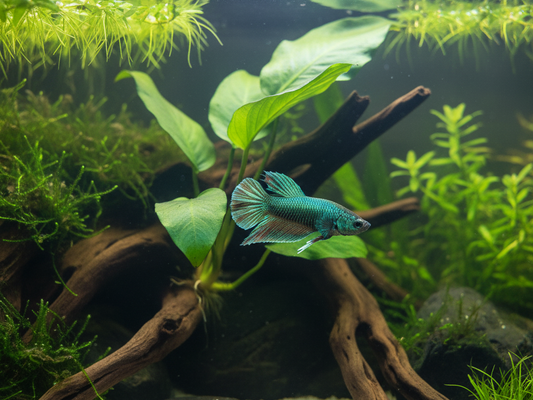 The Best Wild Betta Fish Tank Mates