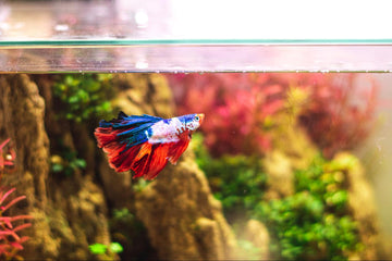 Betta Fish Care - How to Keep Your Precious Betta Healthy