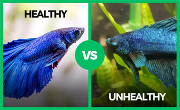 Spotting the Differences Between a Healthy vs. Unhealthy Betta Fish