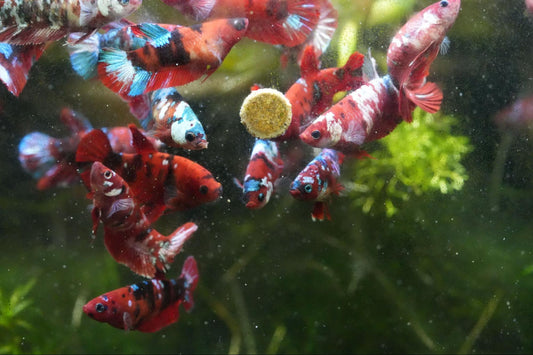 How Many Female Bettas are Safe in a 20 Gallon Tank?