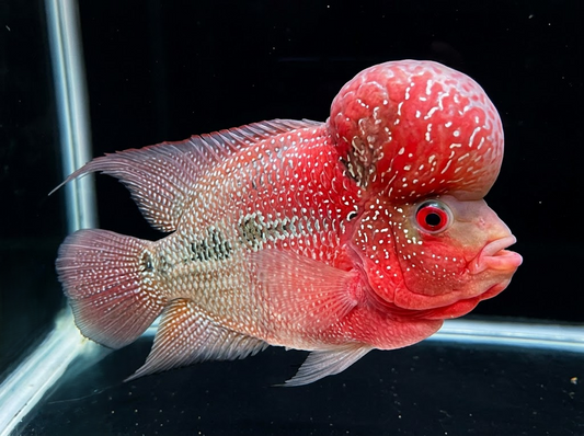 Guppies Collection | Tropicflow