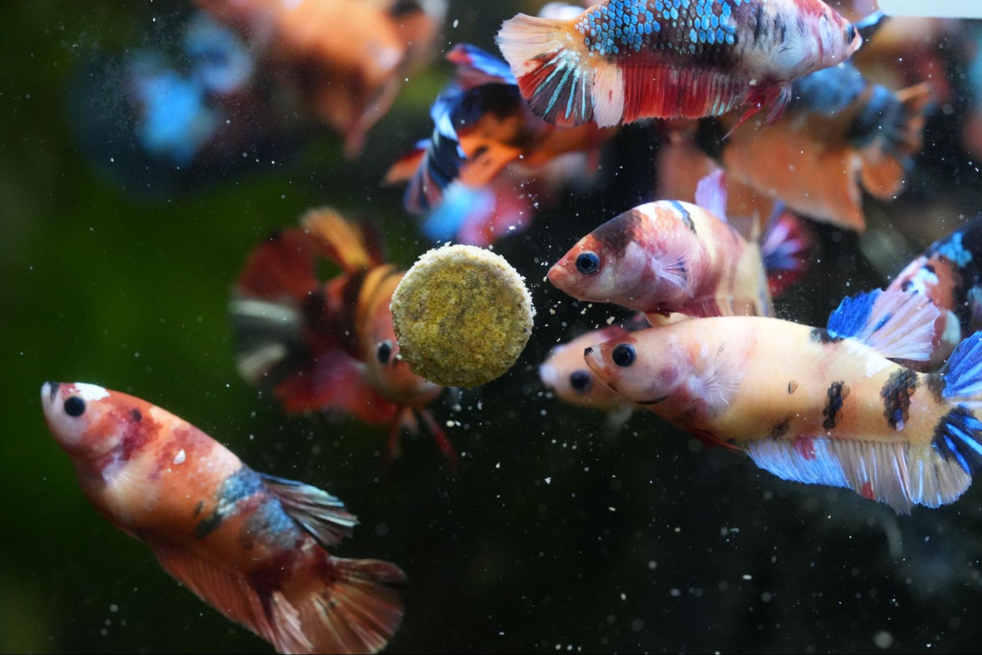 Male betta fish food hotsell