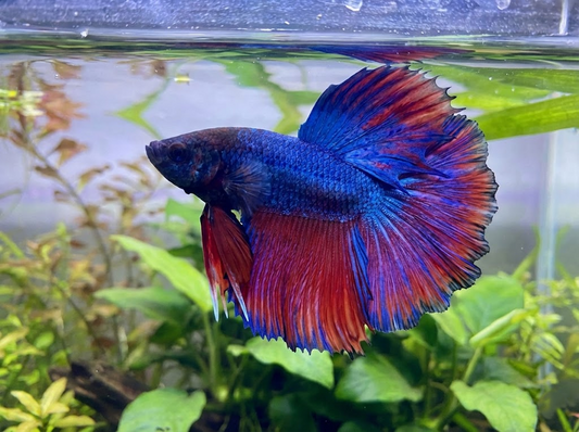 What is the Elephant Ear Betta Lifespan