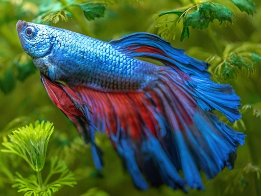 How to Replicate the Wild Betta Fish Diet