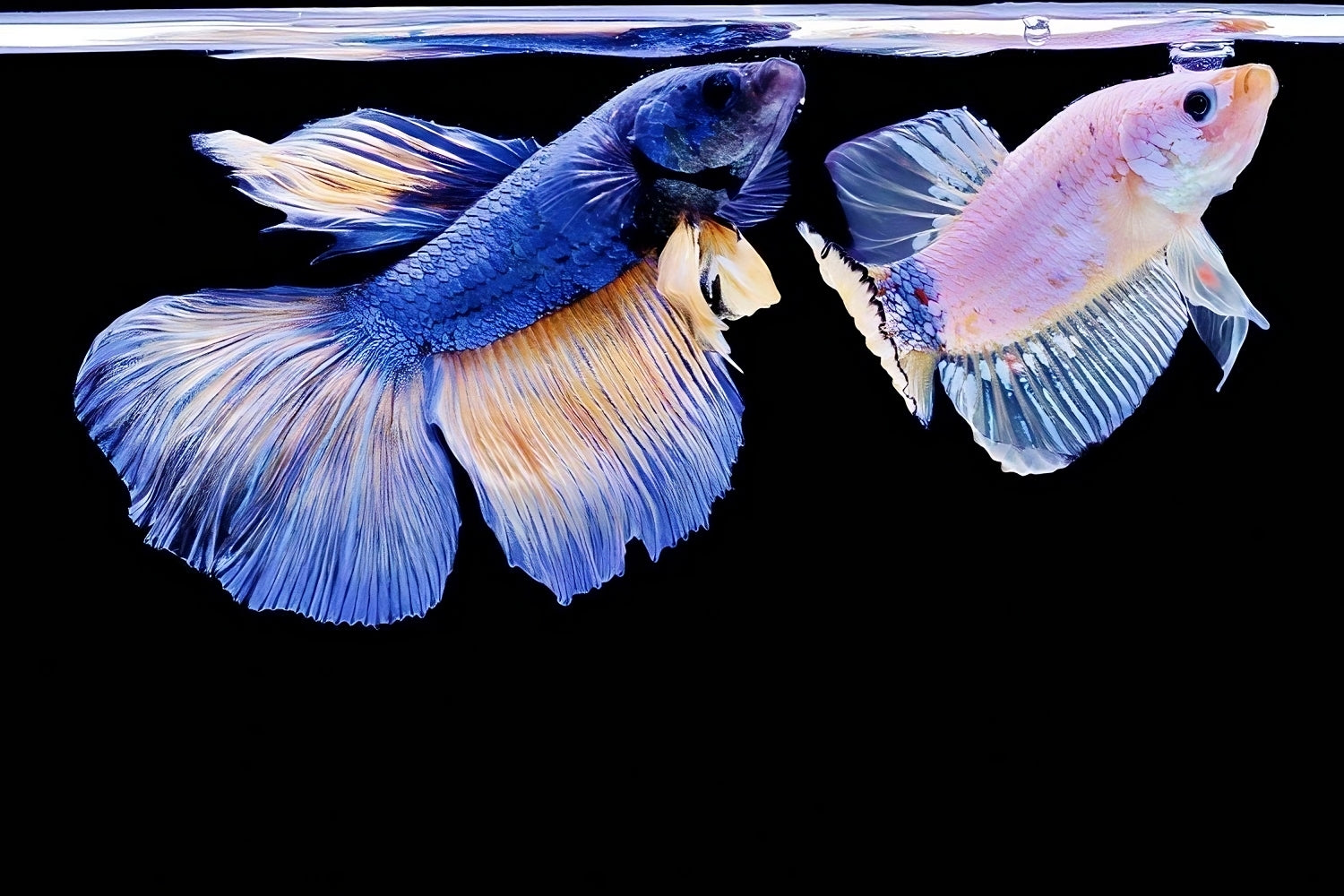 Identify Female Betta Fish FEMALE BETTA Regular