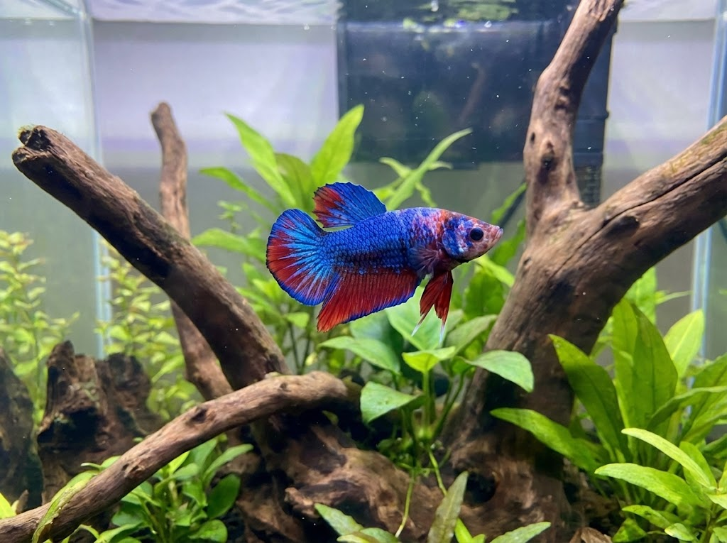 How Long Can a Betta Fish Go Without Food?
