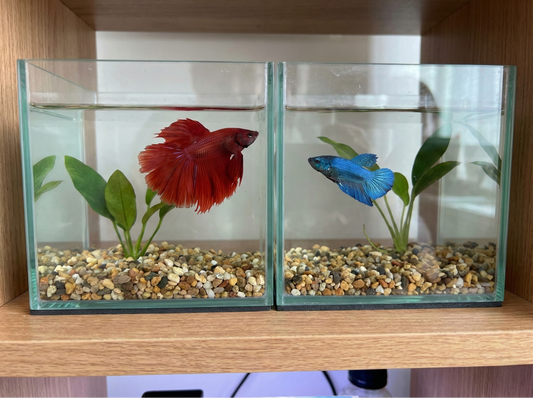 Can You Put a Male and Female Betta Fish Together in One Tank?