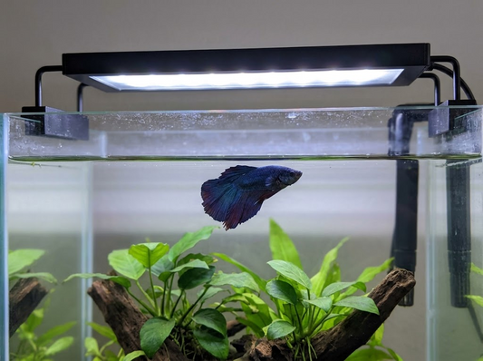 Do Betta Fish Need Light? Tank Lighting Guide