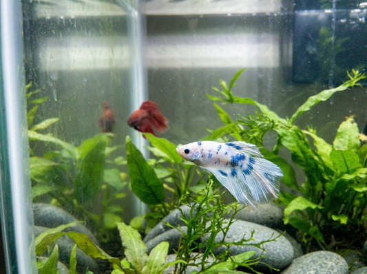 Veiltail Betta Fish: Care Guide, Tank Setup, Fin Care