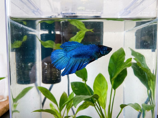 How to Cycle a Betta Tank