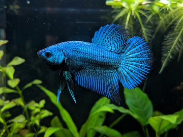 Alien Betta Male vs Female Identification Guide