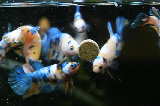 What are The Best Foods for Betta Fish? The Science Behind Feeding Them