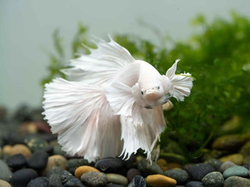 Elephant Ear Betta Female vs Male Guide for Keepers