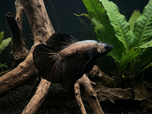 How to Buy Betta Fish Online Safely: Shipping, Live Arrival, and Acclimation Checklist