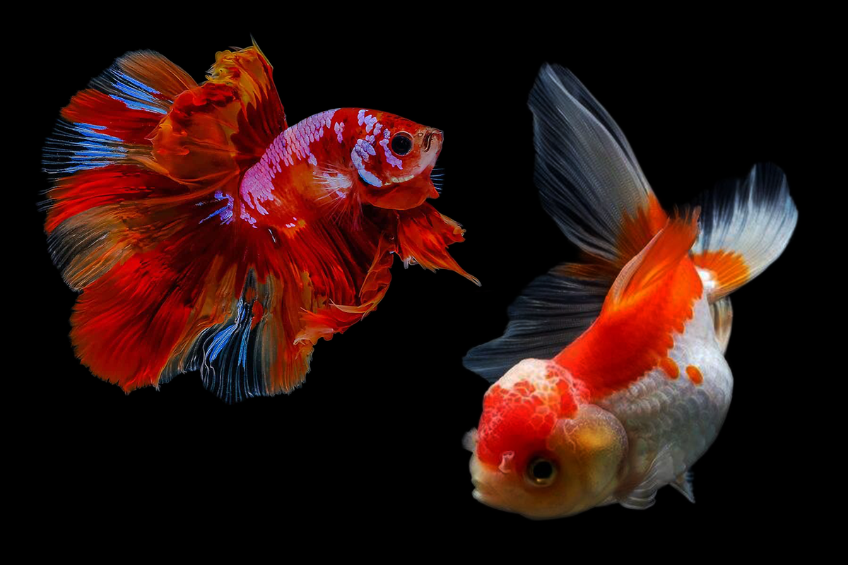 Fish (Betta Fish & Goldfish)