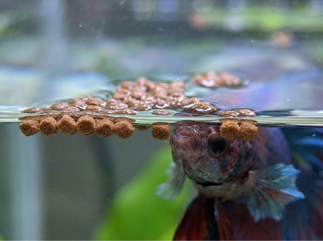 The Complete Guide to the Elephant Ear Betta Diet
