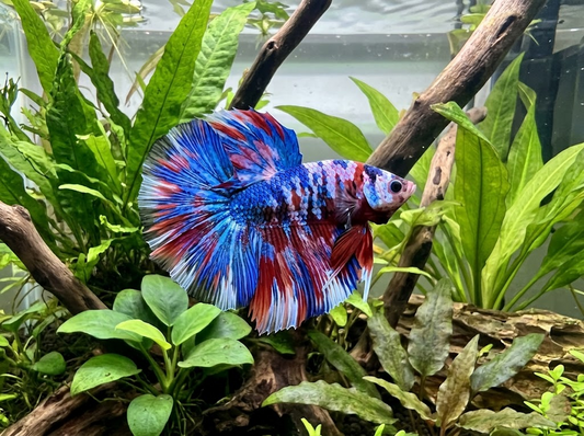 Betta Fish for Sale in the USA: How to Choose a Reputable Seller and Avoid Bad Orders