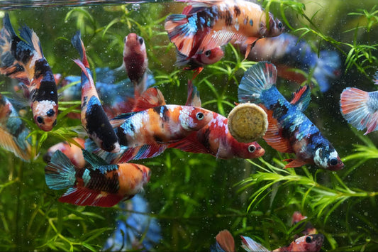 Can Female Betta Fish Live Together?