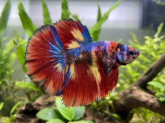 Fancy koi female halfmoon betta.