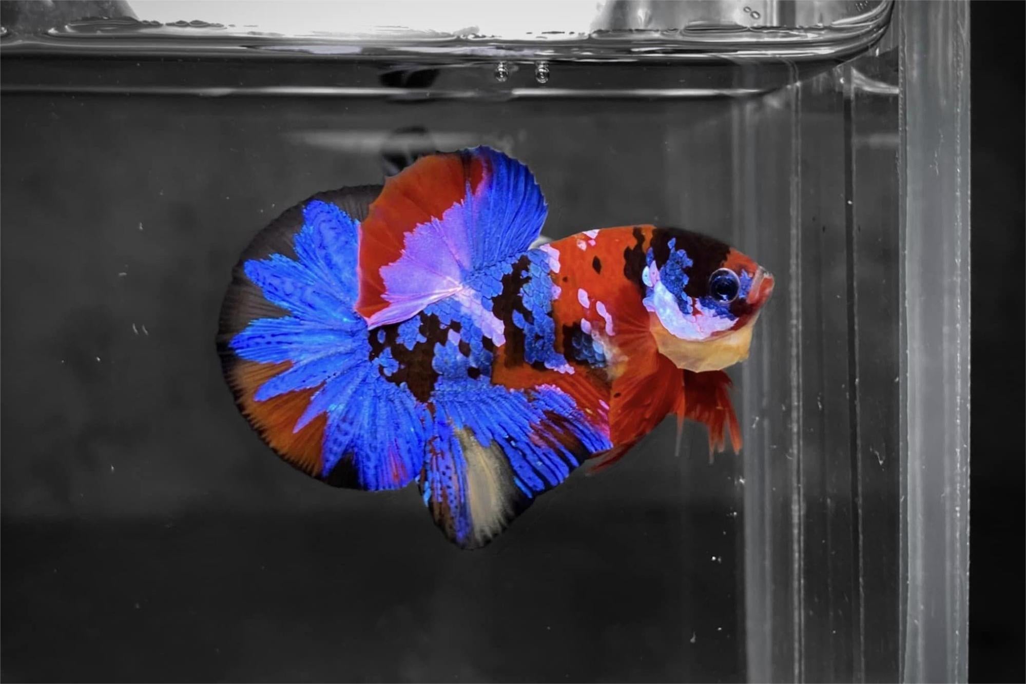 what-is-the-best-betta-fish-temperature-for-them-to-thrive-tropicflow