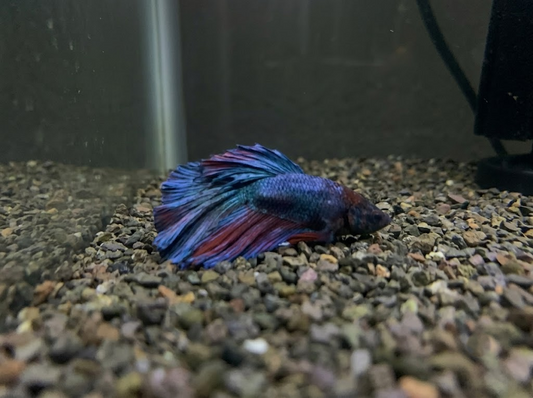 Do Betta Fish Sleep? Signs of Sleeping Bettas &amp; What Normal Looks Like