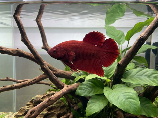 How Big Do Giant Betta Fish Get? Size and Growth Guide
