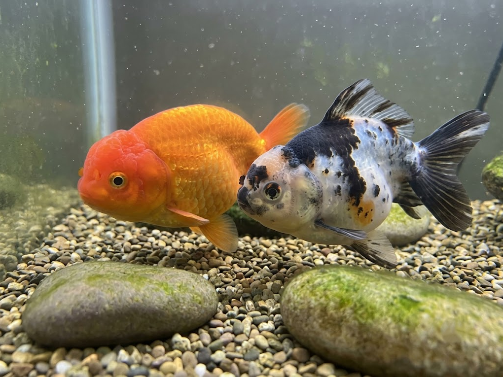 12 Compatible Goldfish Tank Mates