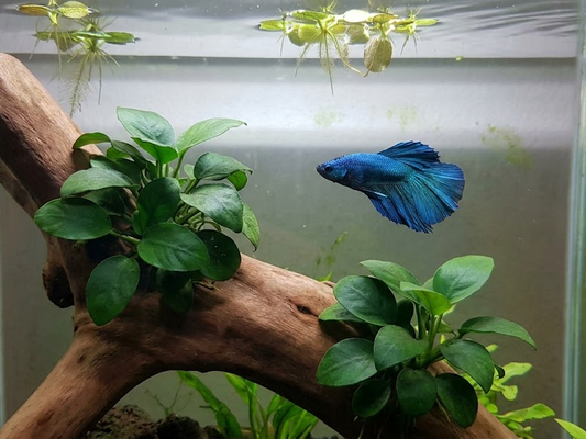 Betta Fish Tank Decorations: Safe Choices, What to Avoid & Setup Ideas