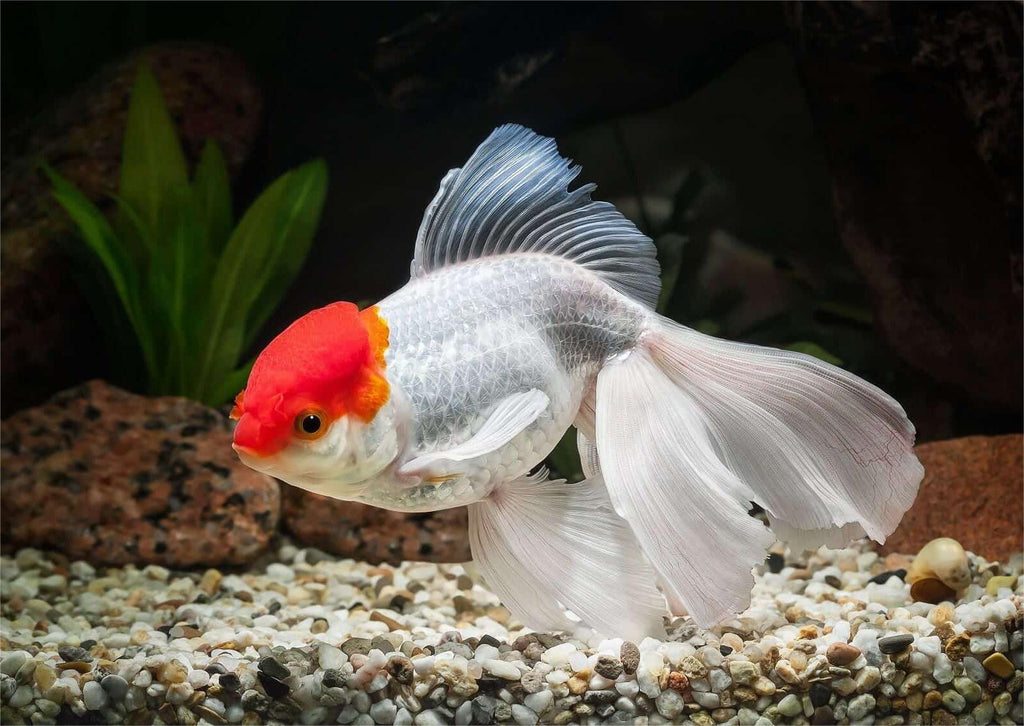 Essential Guide to Oranda Goldfish Care Tropicflow