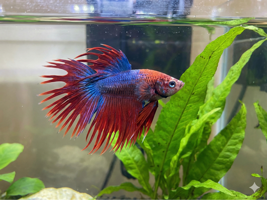 How to Set Up a Betta Tank for Beginners
