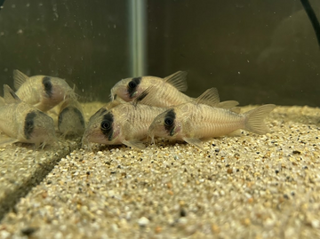 Corydoras Catfish Care Guide for Beginners 