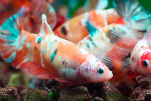 Where do Betta fish come from? - Colorful betta fish swimming in a tank