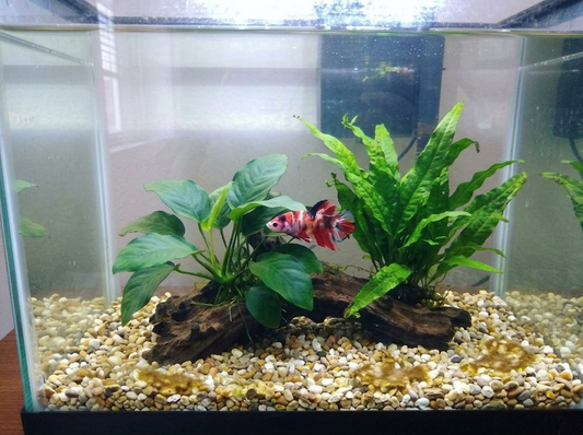 How to Get Rid of Algae in a Betta Tank