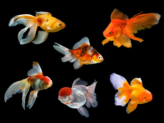 Guide to Identifying Different Types of Goldfish