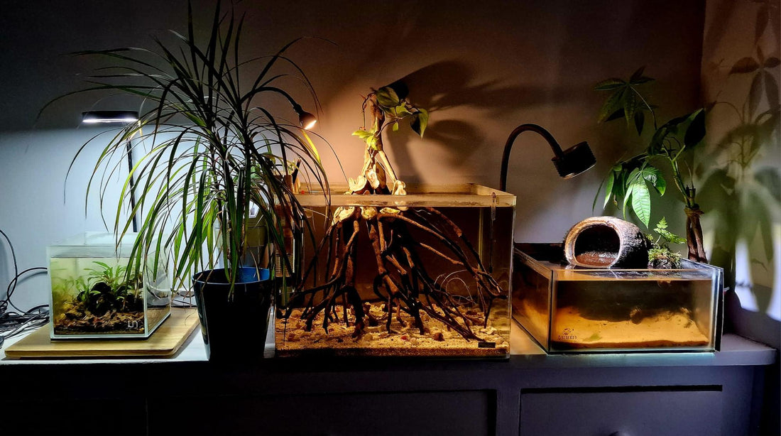 Blackwater Tank for Wild Betta FIsh