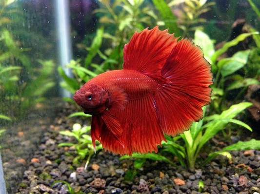 Why Is My Betta Flaring? Normal vs Warning Signs 