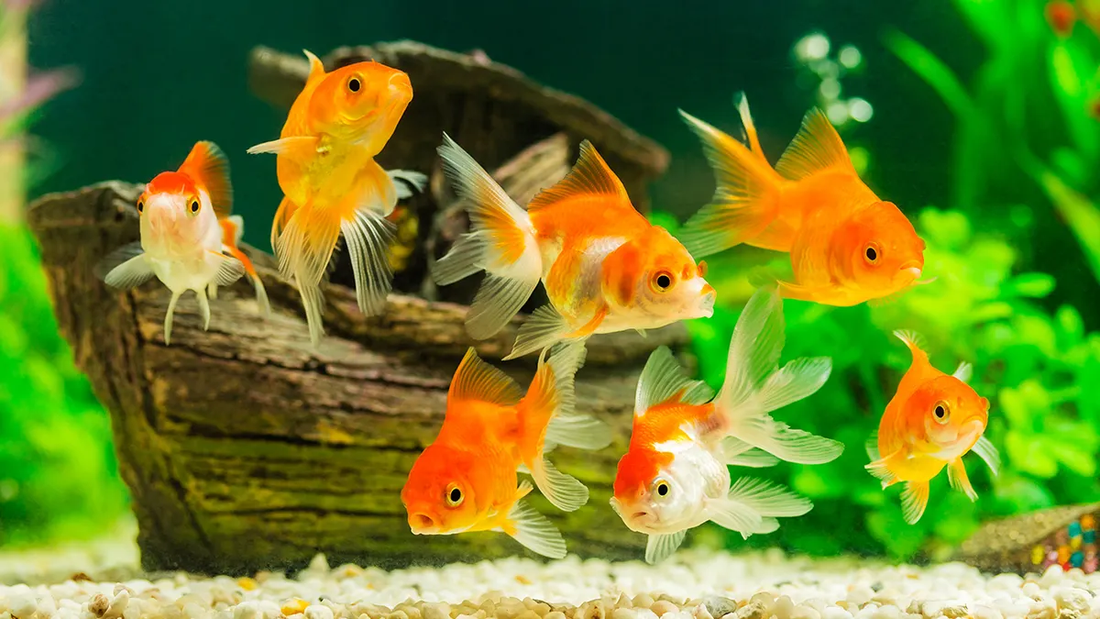 How Long Do Goldfish Live and How Big Do They Get?