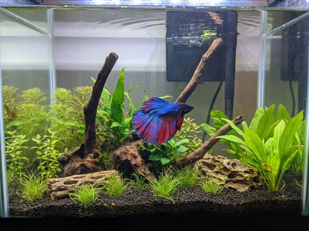 What is the Best Environment for Betta Fish?