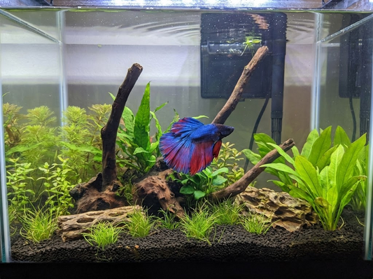 What is the Best Environment for Betta Fish?