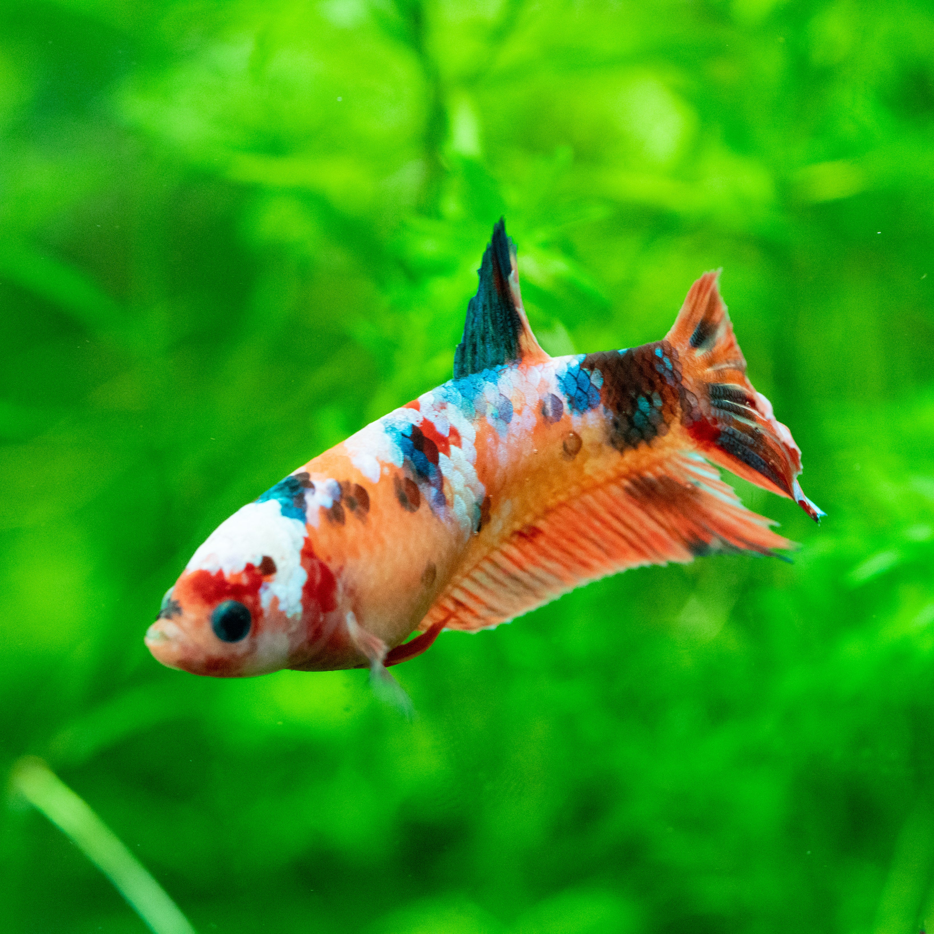 TropicFlow Female Betta Fish: Serene Beauty for Your Aquarium