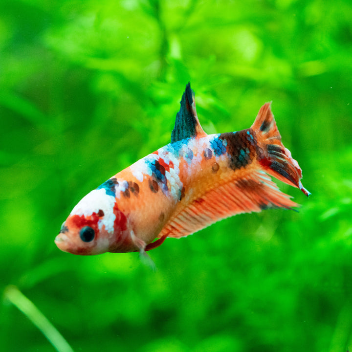 female-koi-betta-fish-care-guide-varieties-sorority-lifespan