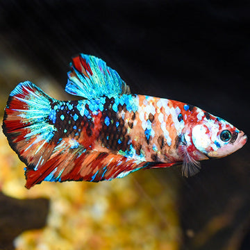 Giant Betta Fish