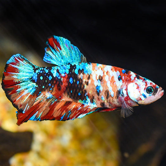 Giant Betta Fish